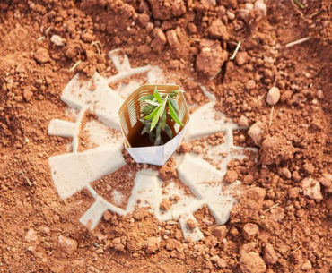 Vaso biodegradável propicia o plantio no deserto